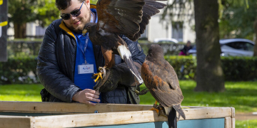 Chinon. Des rapaces utilisés pour faire fuir les corbeaux