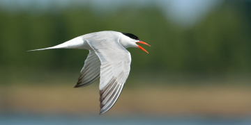 Loire. Adoptez les bons gestes pour préserver les sternes actuellement en période de nidification