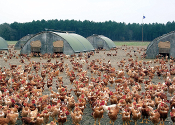 Maine-et-Loire. Un dispositif pour aider les producteurs de volailles touchés par l&rsquo;influenza aviaire