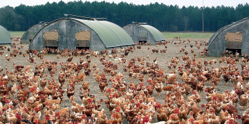 Maine-et-Loire. Un dispositif pour aider les producteurs de volailles touchés par l&rsquo;influenza aviaire
