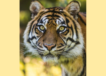 Doué-en-Anjou. Le Bioparc a perdu sa tigresse Kiara qui y avait passé près de 20 ans