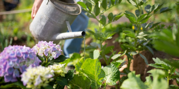 Saumur. Avis aux amateurs de jardinage, les inscriptions au concours Saumur Cité Jardin sont ouvertes