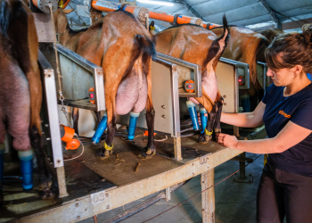 Maine-et-Loire. Qui va remplacer les agriculteurs cet été ?