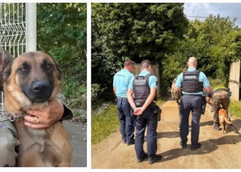 Les Bois d’Anjou. Un berger malinois de la gendarmerie retrouve et sauve un homme de 95 ans