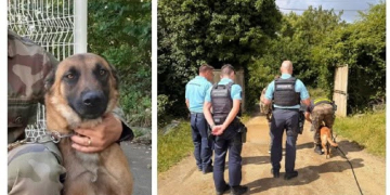 Les Bois d’Anjou. Un berger malinois de la gendarmerie retrouve et sauve un homme de 95 ans