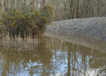 Saumur. Une sortie nature à la découverte des mares du Bois du Petit Souper