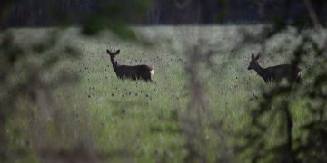 Montsoreau. Environnement : La Maison du Parc présente sa nouvelle exposition le vendredi 12 juin