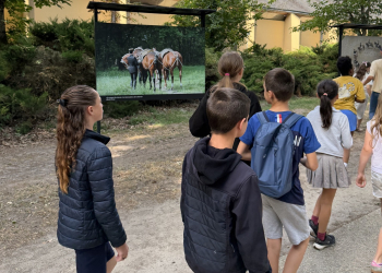 Saumur. Durant l&rsquo;année, ces élèves de CM2 ont pu découvrir le cheval
