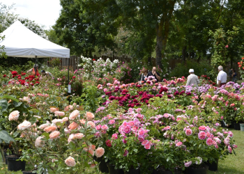 6 et 7 juin à Doué-en-Anjou. La Fête des Rosiers de retour Chemins de la Rose avec un grand marché aux rosiers de 800 variétés