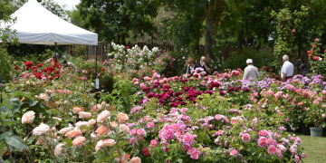6 et 7 juin à Doué-en-Anjou. La Fête des Rosiers de retour Chemins de la Rose avec un grand marché aux rosiers de 800 variétés