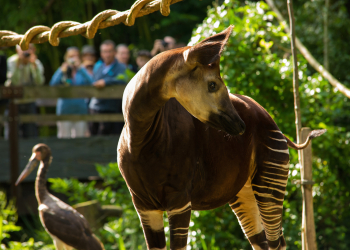 Doué-en-Anjou. Le Bioparc accueille un nouveau mâle okapi : Likasi