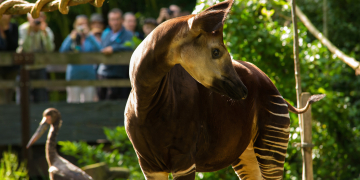 Doué-en-Anjou. Le Bioparc accueille un nouveau mâle okapi : Likasi