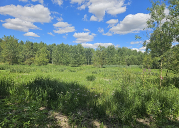 Bellevigne-les-Châteaux recherche un éleveur pour entretenir des prairies humides