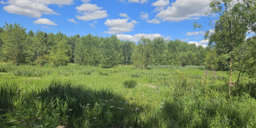 Bellevigne-les-Châteaux recherche un éleveur pour entretenir des prairies humides