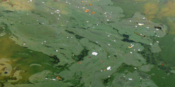 Chinonais. Des cyanobactéries dans la Vienne