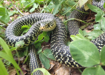 1er et 2 août à Doué-en-Anjou. Des associations engagées pour la conservation des espèces réunies au Bioparc