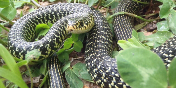 1er et 2 août à Doué-en-Anjou. Des associations engagées pour la conservation des espèces réunies au Bioparc
