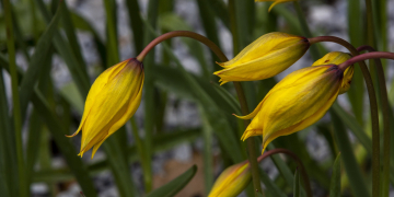50 ans de la loi de protection de la nature : le conservatoire d’espaces naturels des Pays de la Loire toujours engagé pour la biodiversité