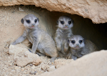Doué-en-Anjou. La famille des suricates s&rsquo;agrandit encore au Bioparc