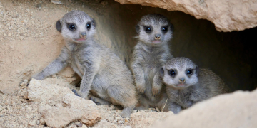 Doué-en-Anjou. La famille des suricates s&rsquo;agrandit encore au Bioparc