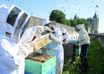 Saumur. Clap de fin pour les apprentis apiculteurs saumurois