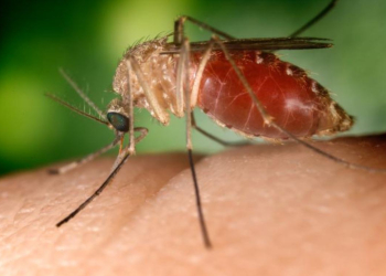 Touchant les humains et les chevaux, l’Agence Régionale de Santé affirme que le virus « West Nile » circule en Pays de la Loire