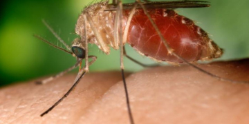 Touchant les humains et les chevaux, l’Agence Régionale de Santé affirme que le virus « West Nile » circule en Pays de la Loire