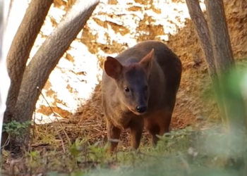Doué-en-Anjou. Le plus petit cervidé du monde fait son entrée au Bioparc