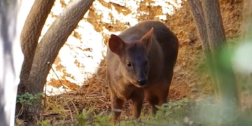Doué-en-Anjou. Le plus petit cervidé du monde fait son entrée au Bioparc