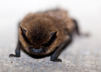 24 septembre à Saumur. Une sortie nature pour partir à la découverte des chauves-souris du Saumurois