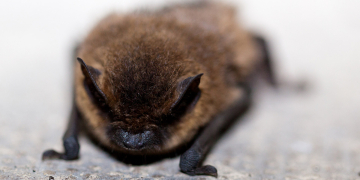 24 septembre à Saumur. Une sortie nature pour partir à la découverte des chauves-souris du Saumurois