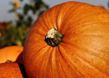 La rubrique diététique : Mon panier de septembre entre été et automne