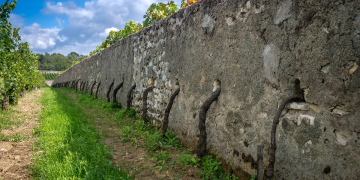 Souzay-Champigny. Viticulture : L’emblématique Clos Cristal change de mains