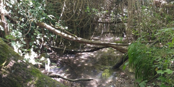Gennes-Val de Loire. Un chantier en mode castor pour restaurer le ruisseau de l’Avort